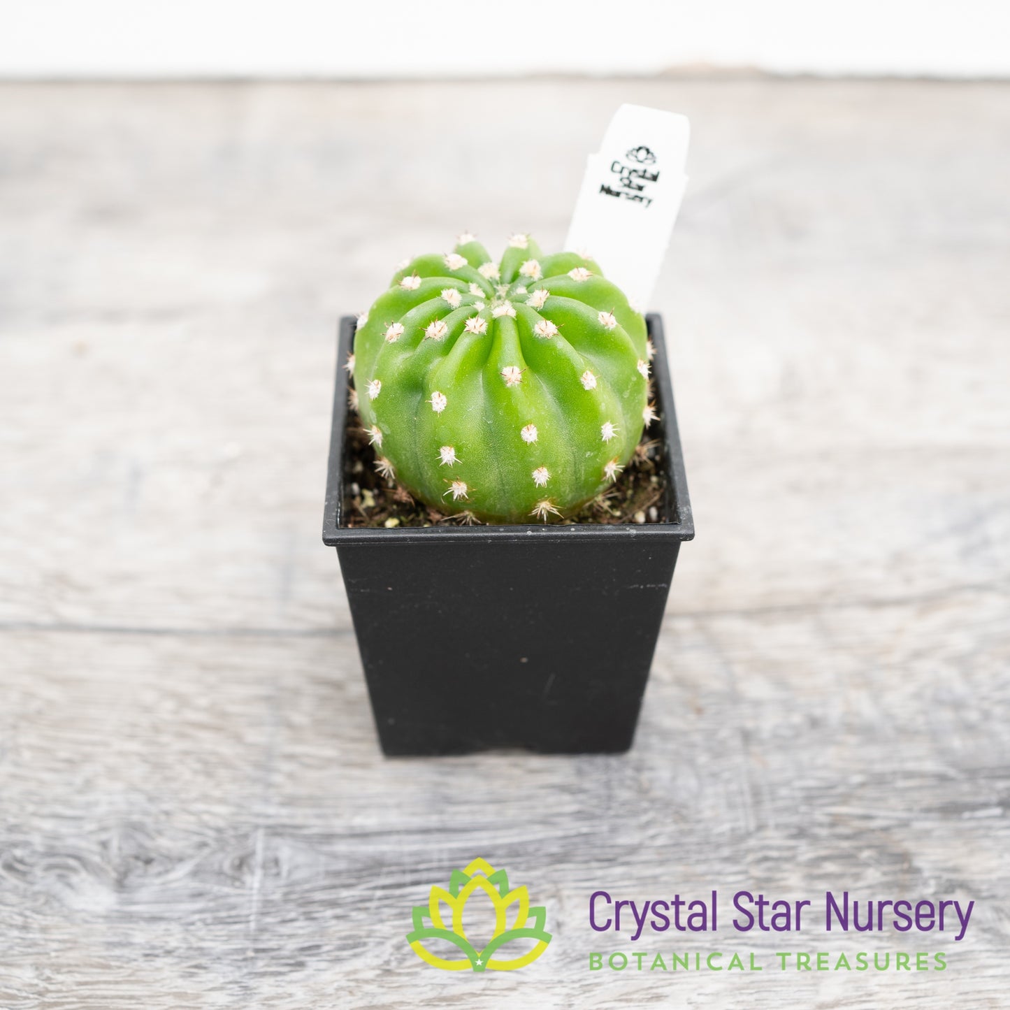 Echinopsis Subdenudata