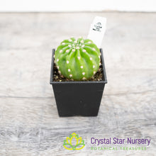 Echinopsis Subdenudata