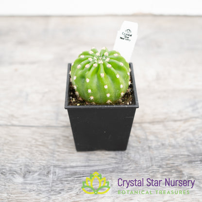 Echinopsis Subdenudata