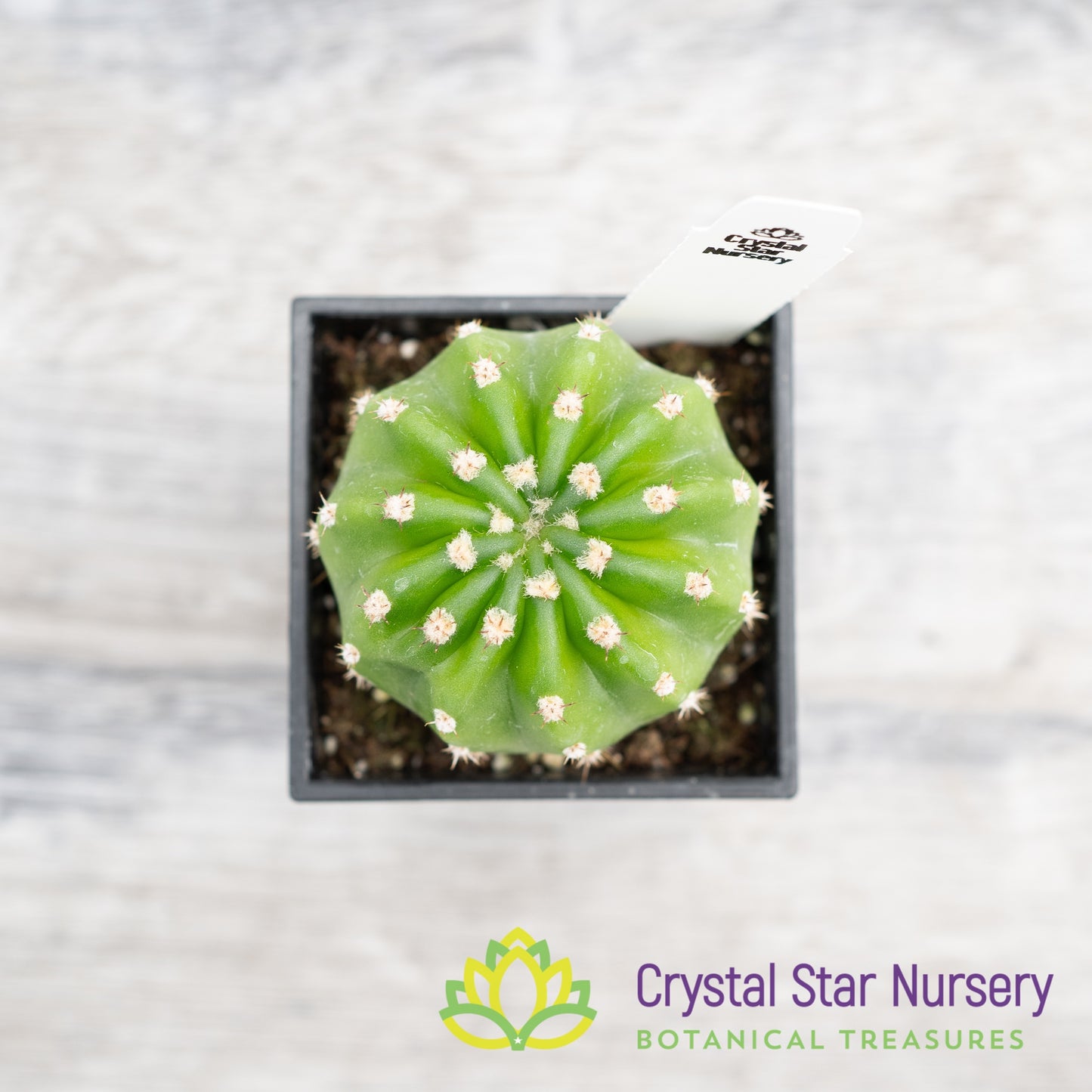 Echinopsis Subdenudata