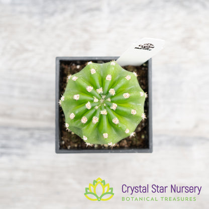 Echinopsis Subdenudata