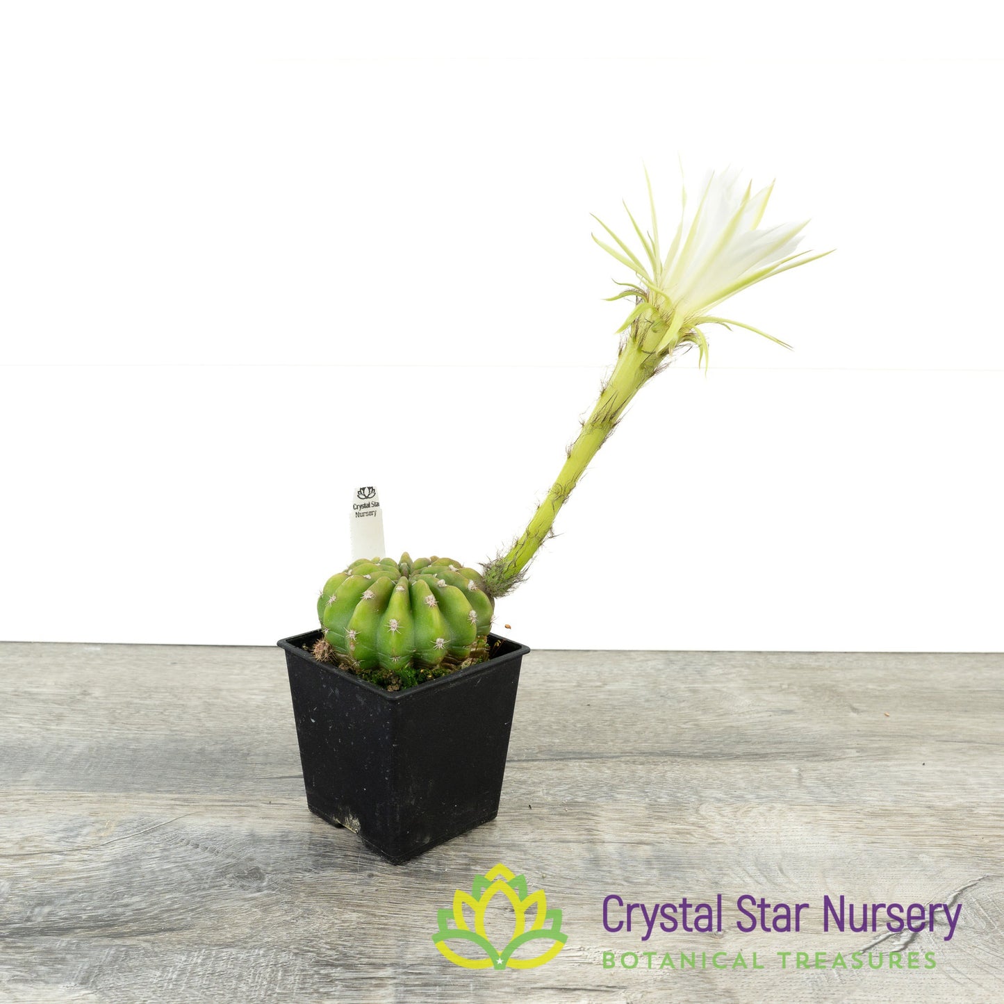 Echinopsis Subdenudata