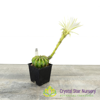 Echinopsis Subdenudata