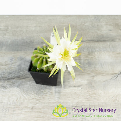 Echinopsis Subdenudata