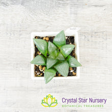 Haworthia Correcta (Korea) (LS001)