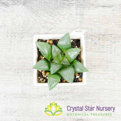 Haworthia Correcta (Korea) (LS001)
