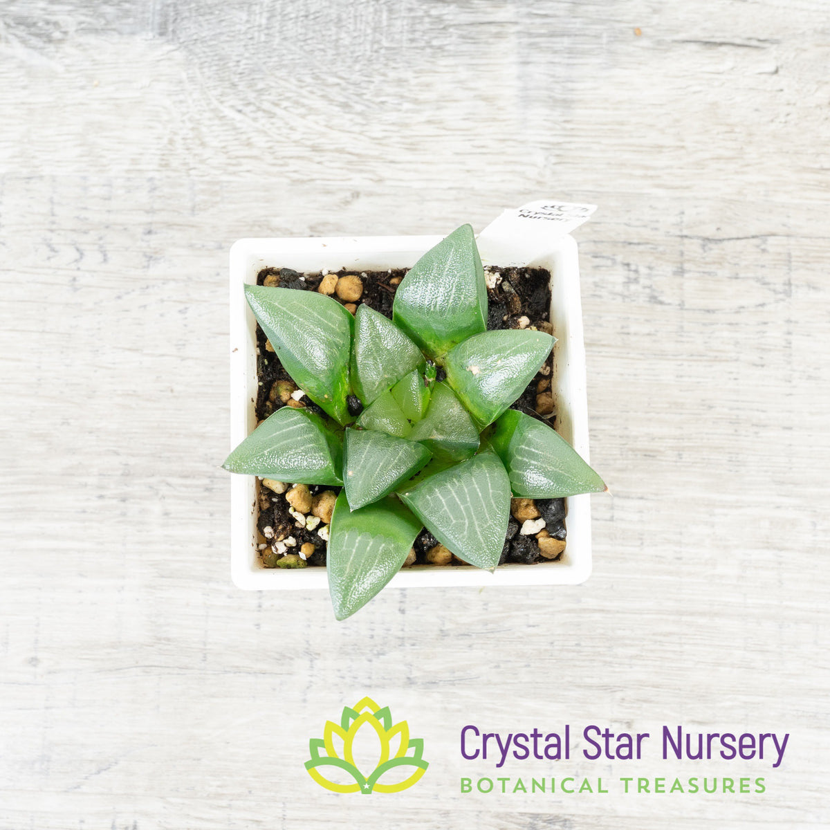 Haworthia Correcta (Korea) (LS001)