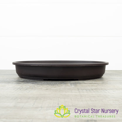 Shallow Large Oval Bonsai Training Pot