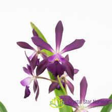 Enanthleya Middleburg
