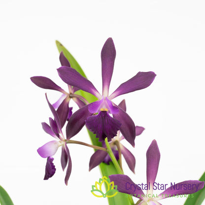 Enanthleya Middleburg