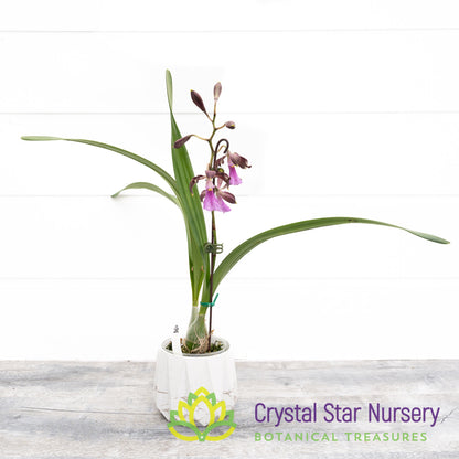 Encyclia Cordigera (CSN)