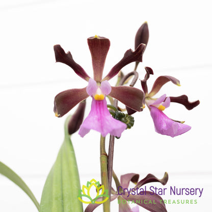 Encyclia Cordigera (CSN)