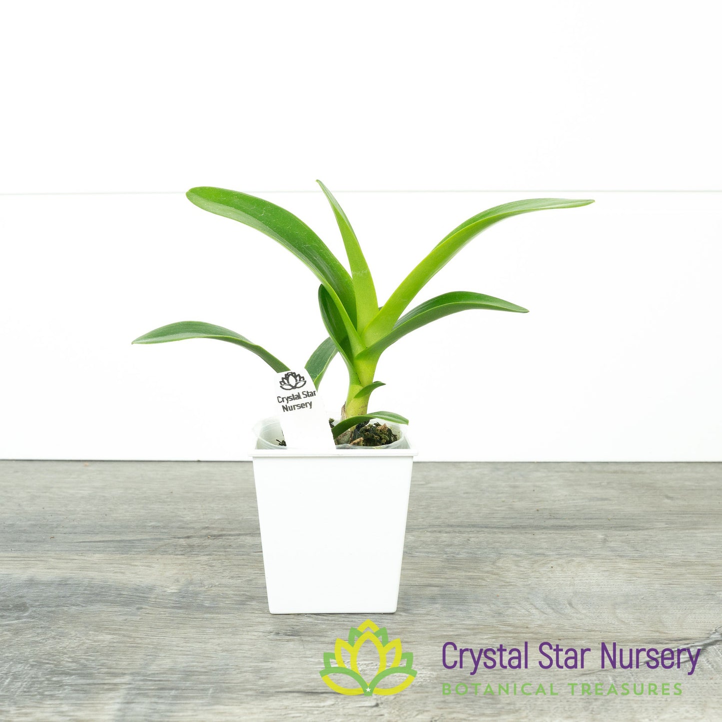 Encyclia Cordigera var Alba x Epidendrum Robustum (EN40)