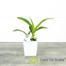 Encyclia Cordigera var Alba x Epidendrum Robustum (EN40)
