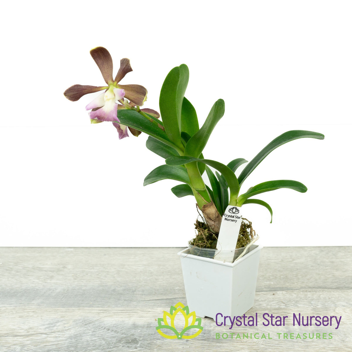 Encyclia Cordigera var Alba x Epidendrum Robustum (EN40)