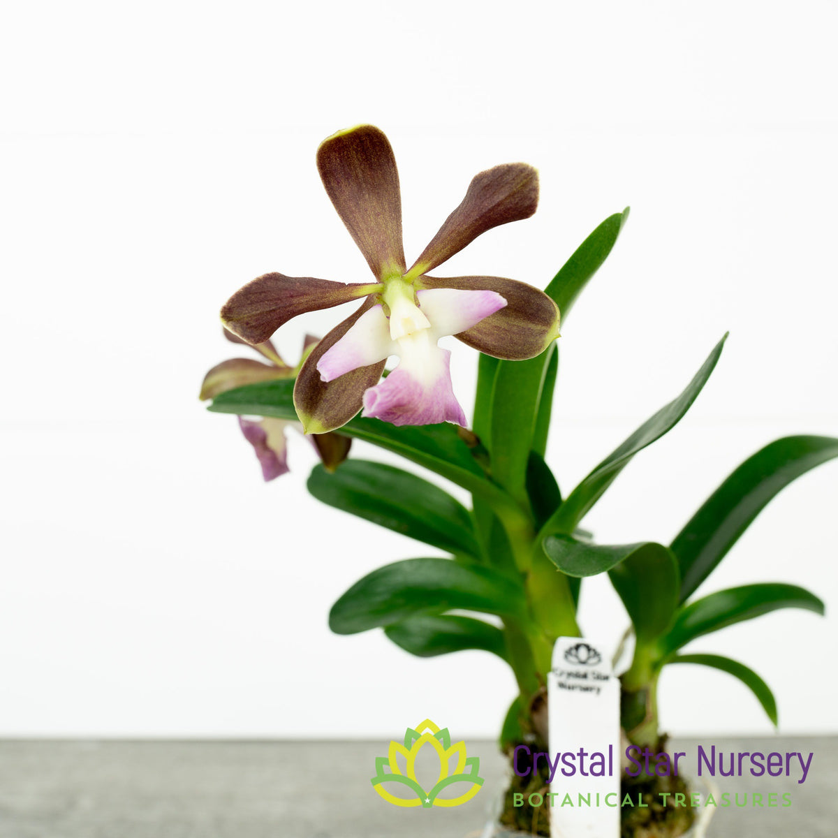 Encyclia Cordigera var Alba x Epidendrum Robustum (EN40)