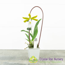 Encyclia Mariae (6370)