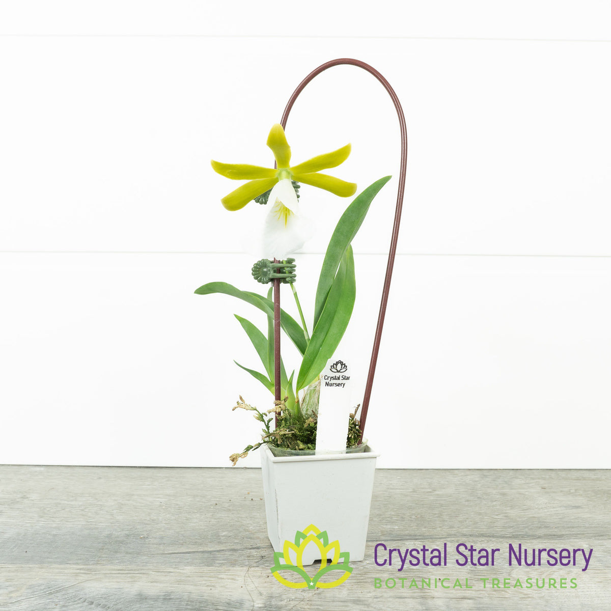Encyclia Mariae (6370)