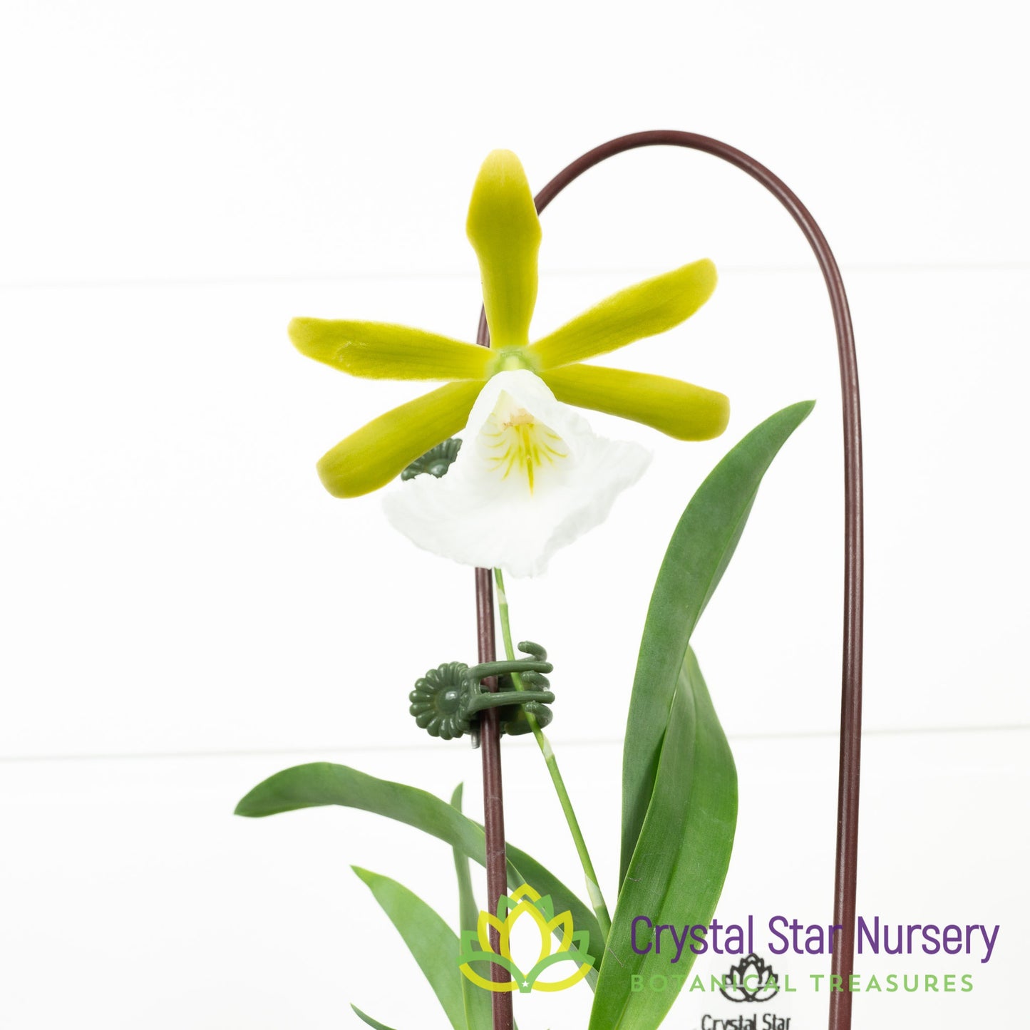 Encyclia Mariae (6370)