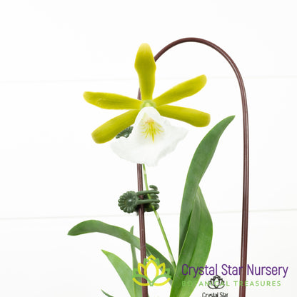 Encyclia Mariae (6370)