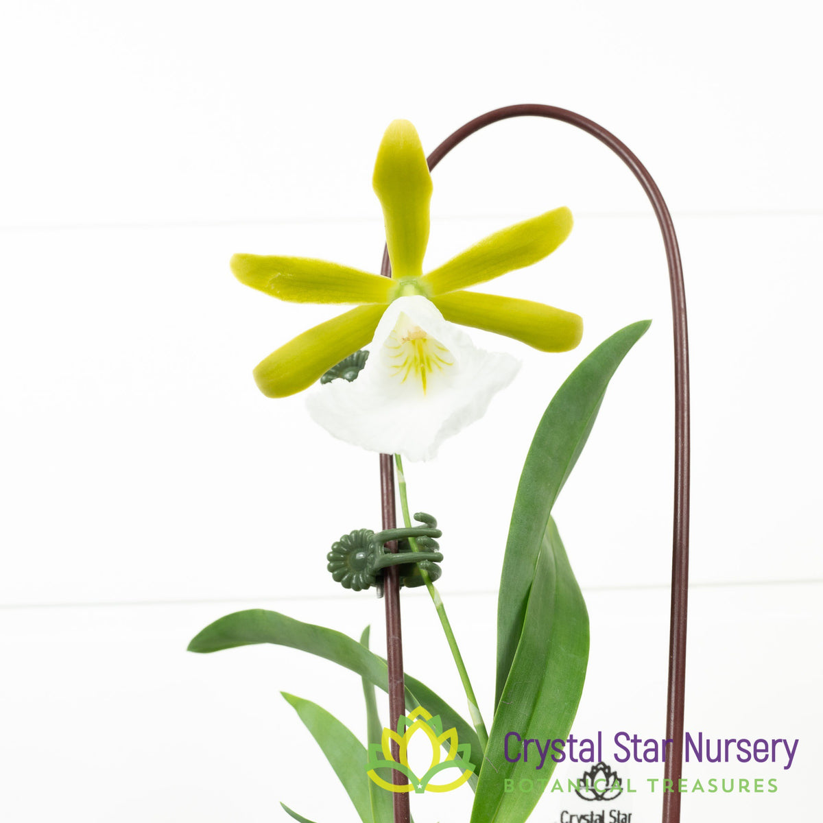 Encyclia Mariae (6370)