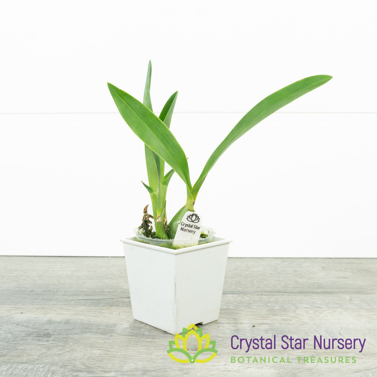 Encyclia Mariae (6370)