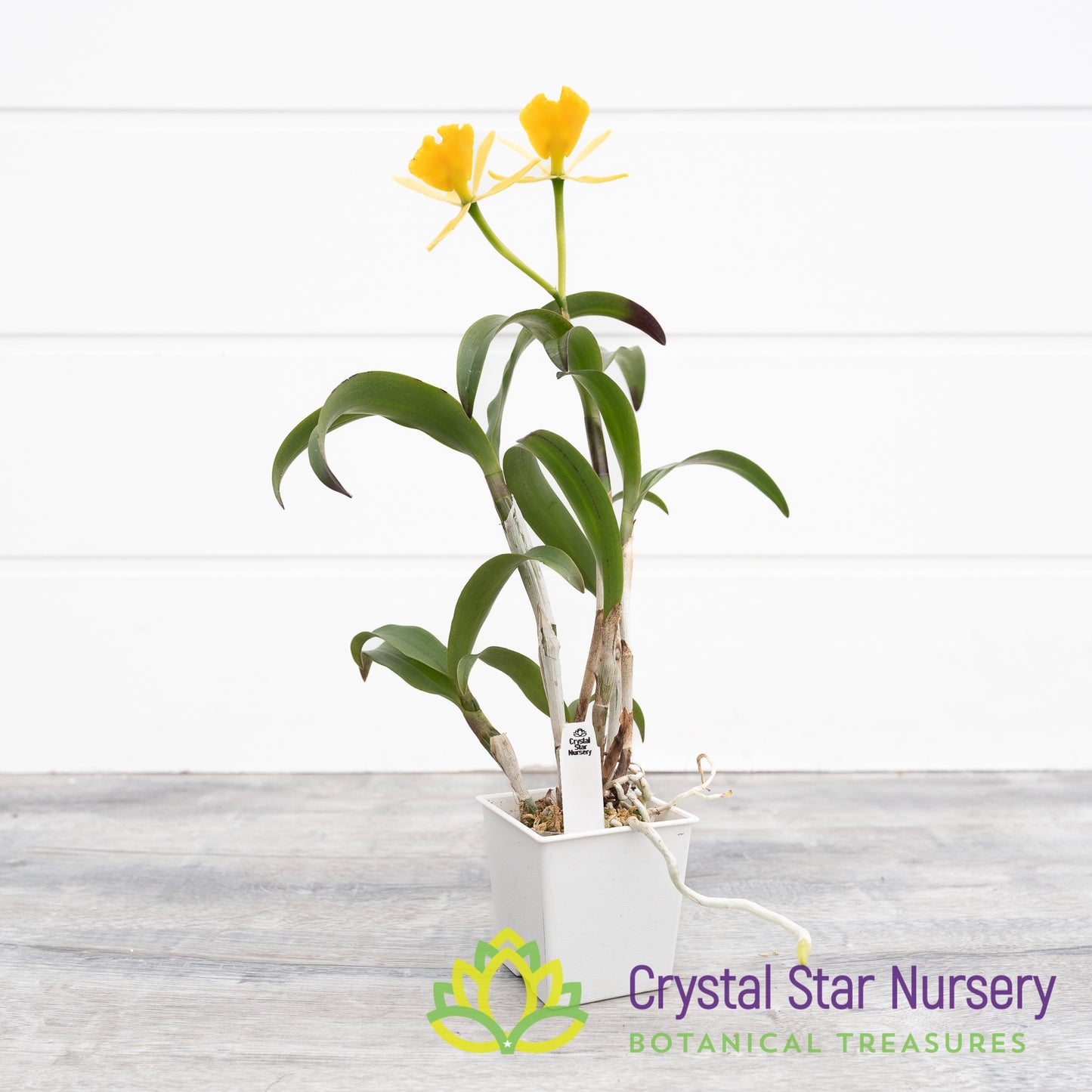 Rothara 'Canary'