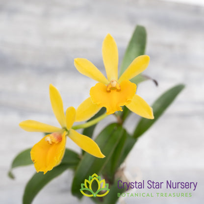 Rothara 'Canary'