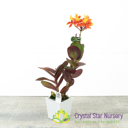 Epidendrum Comet Valley X Rose Valley