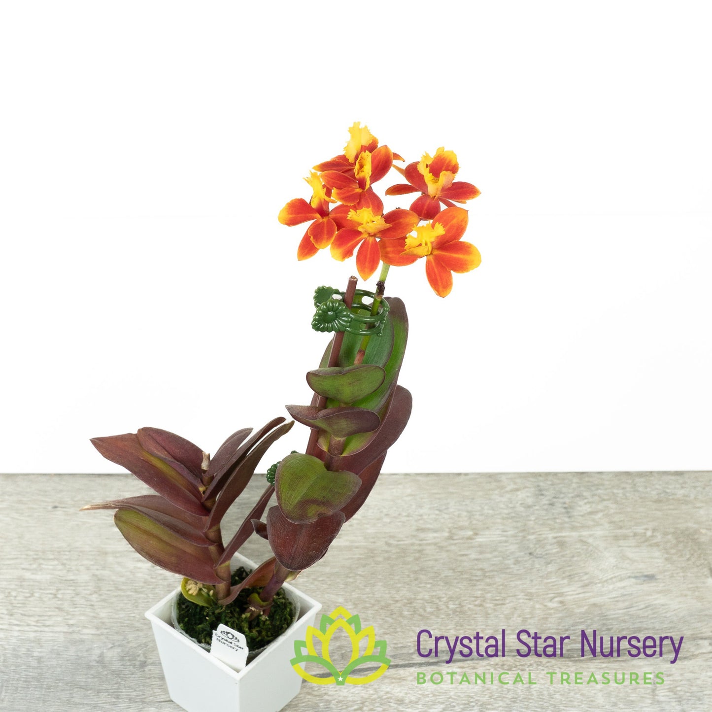 Epidendrum Comet Valley X Rose Valley