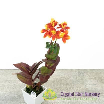 Epidendrum Comet Valley X Rose Valley