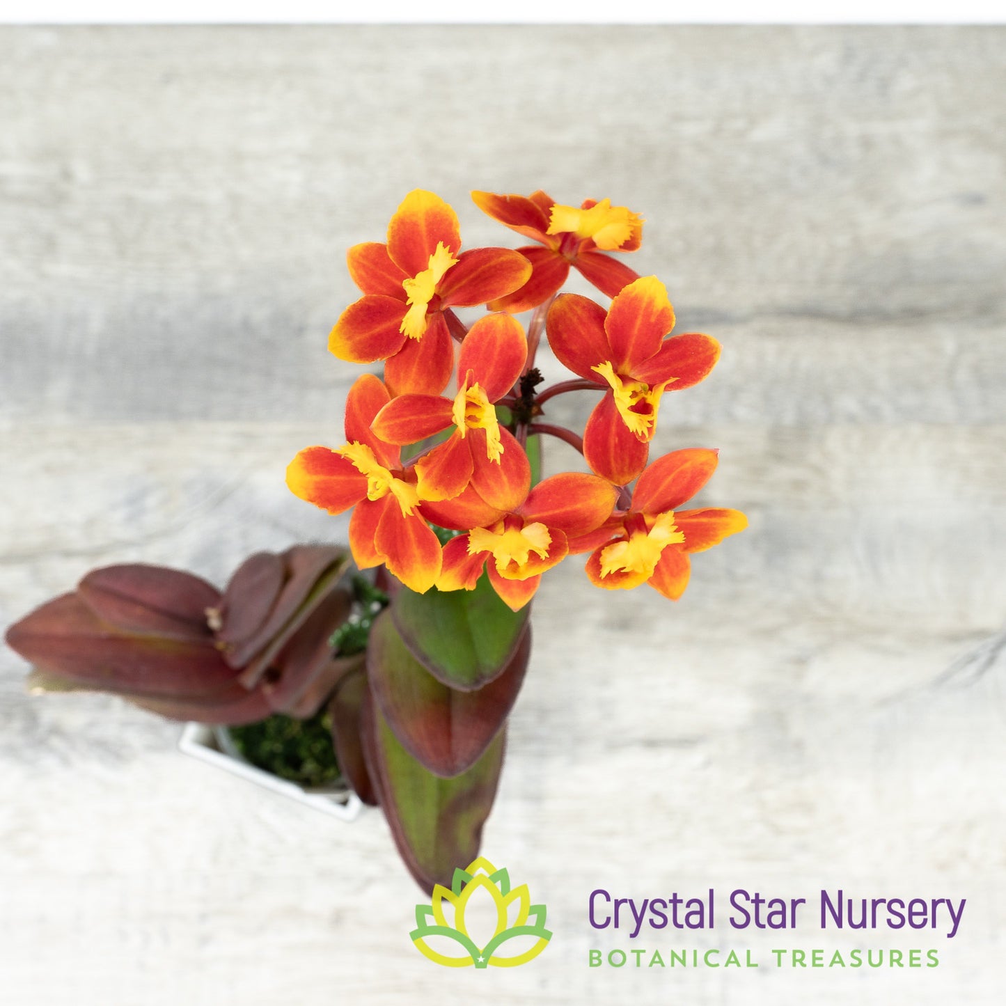 Epidendrum Comet Valley X Rose Valley