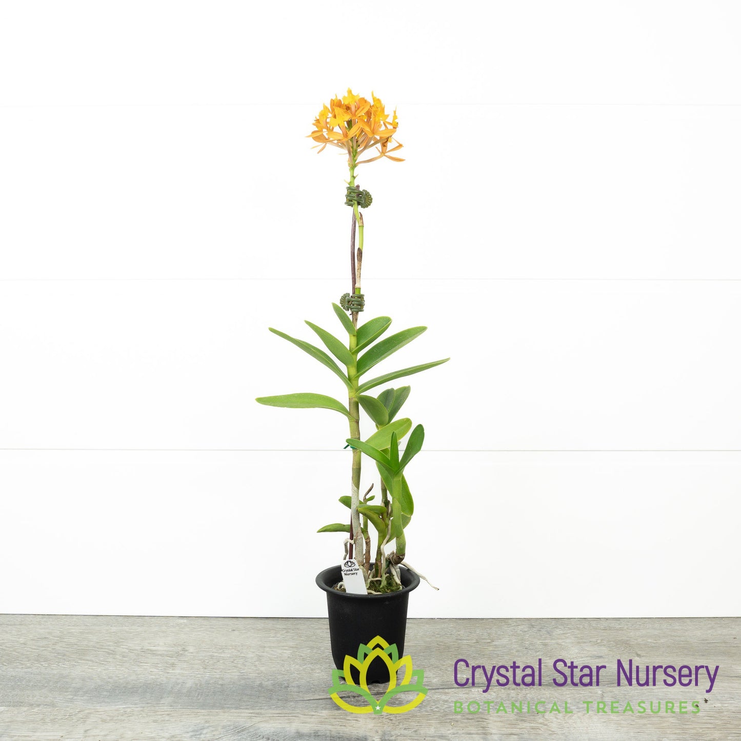 Epidendrum Comet Valley 'Yellow Star'