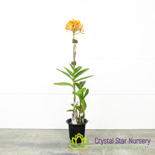 Epidendrum Comet Valley 'Yellow Star'