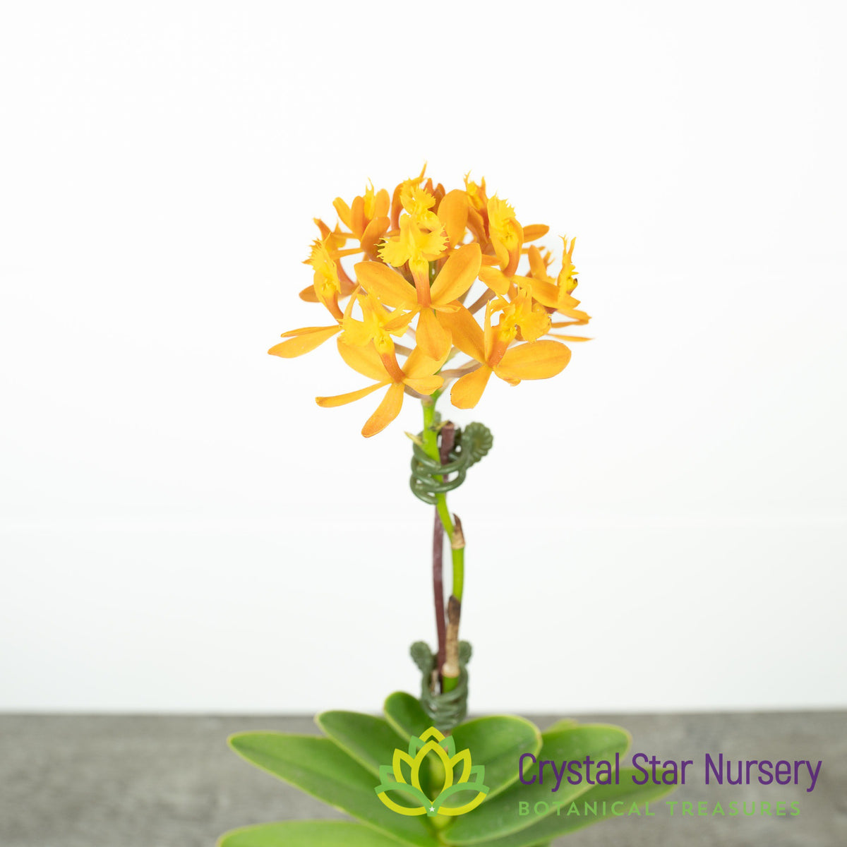 Epidendrum Comet Valley &#39;Yellow Star&#39;