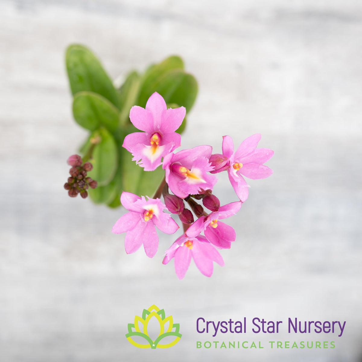 Epidendrum Flamingo Valley x Rose Valley
