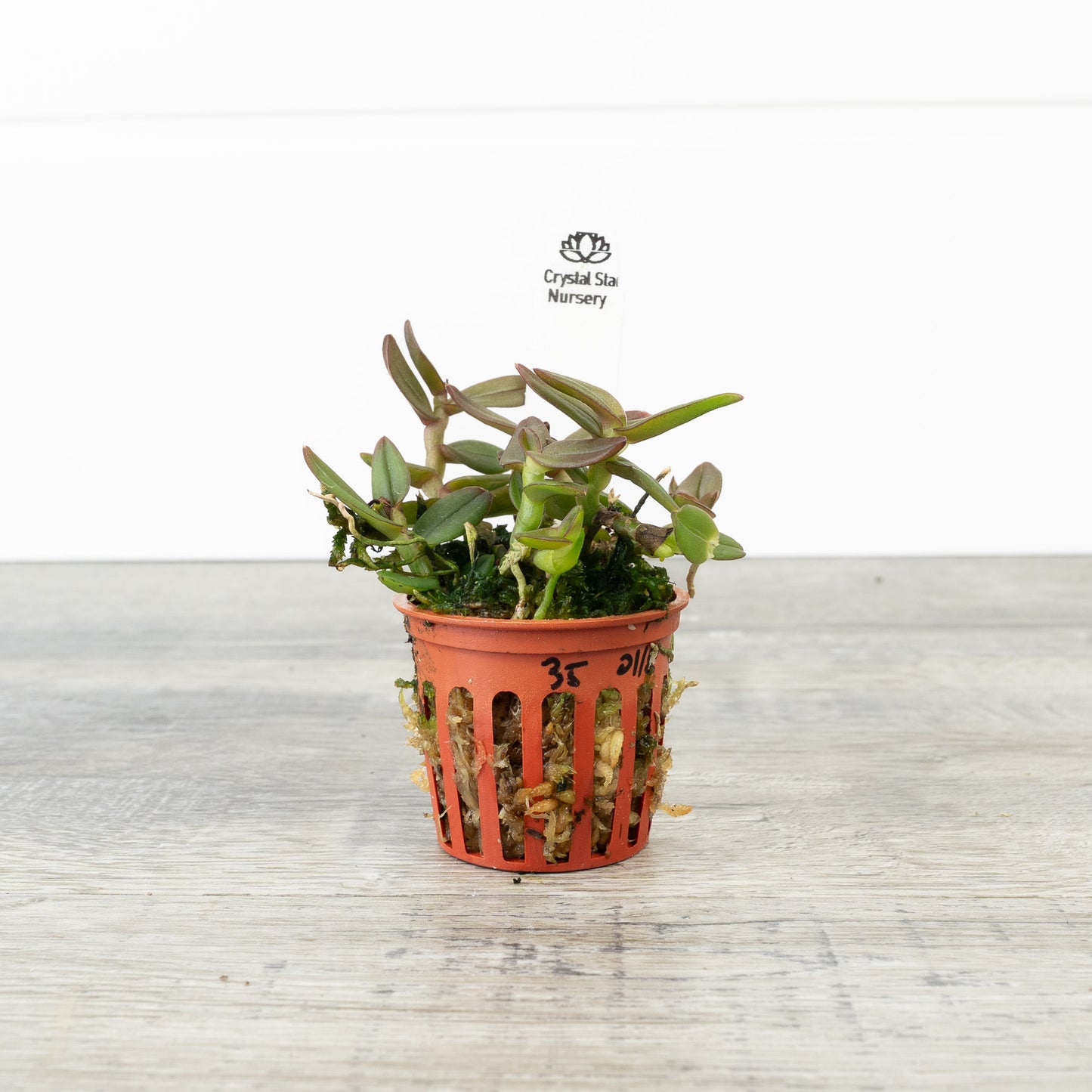 Epidendrum Porpax