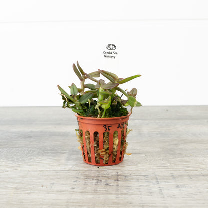 Epidendrum Porpax