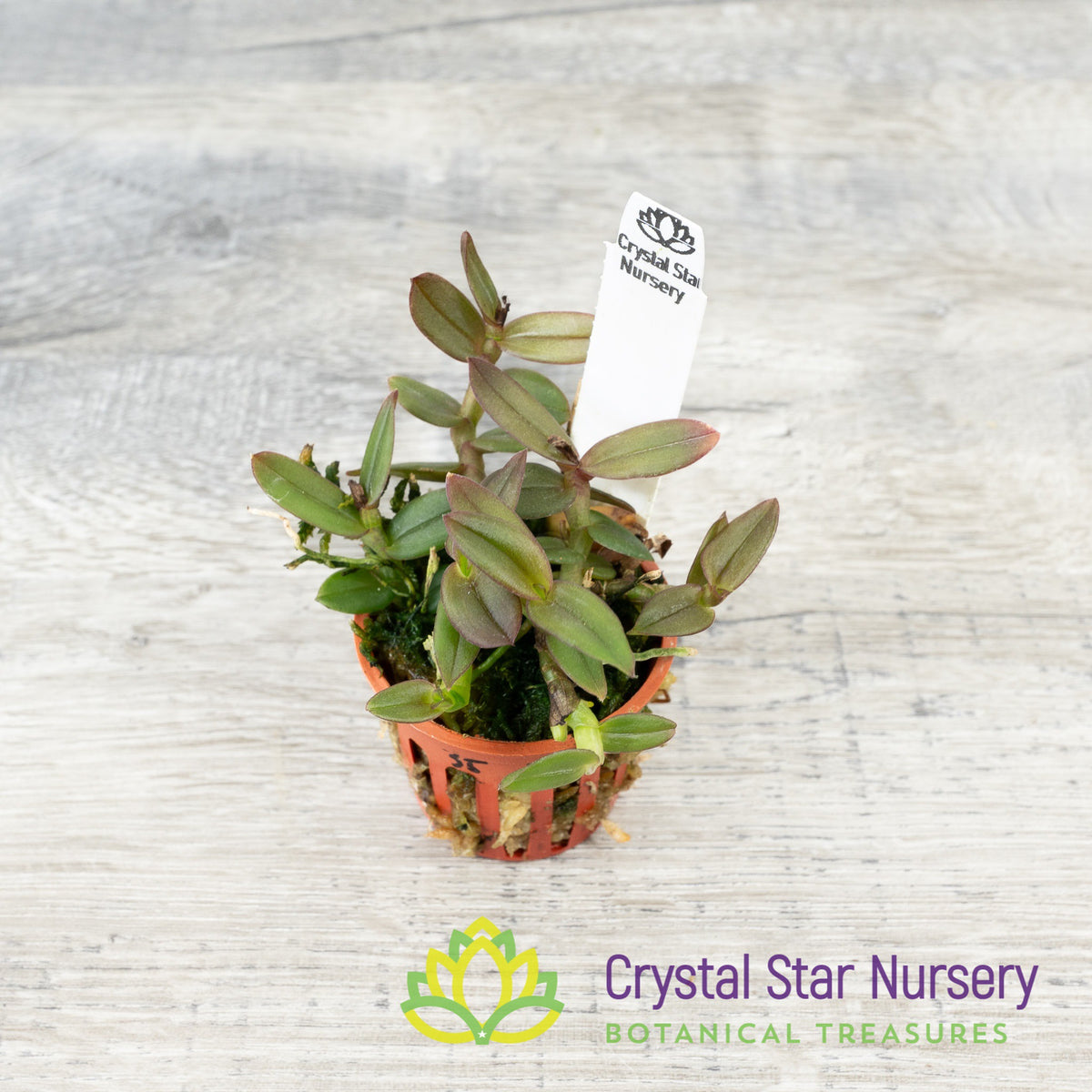 Epidendrum Porpax