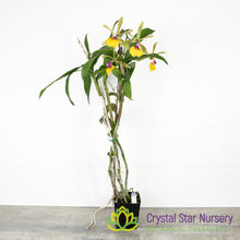 Epidendrum Rene Marques