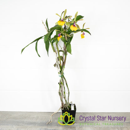 Epidendrum Rene Marques