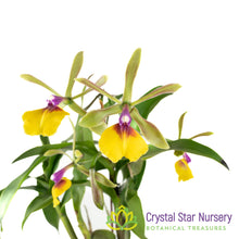 Epidendrum Rene Marques