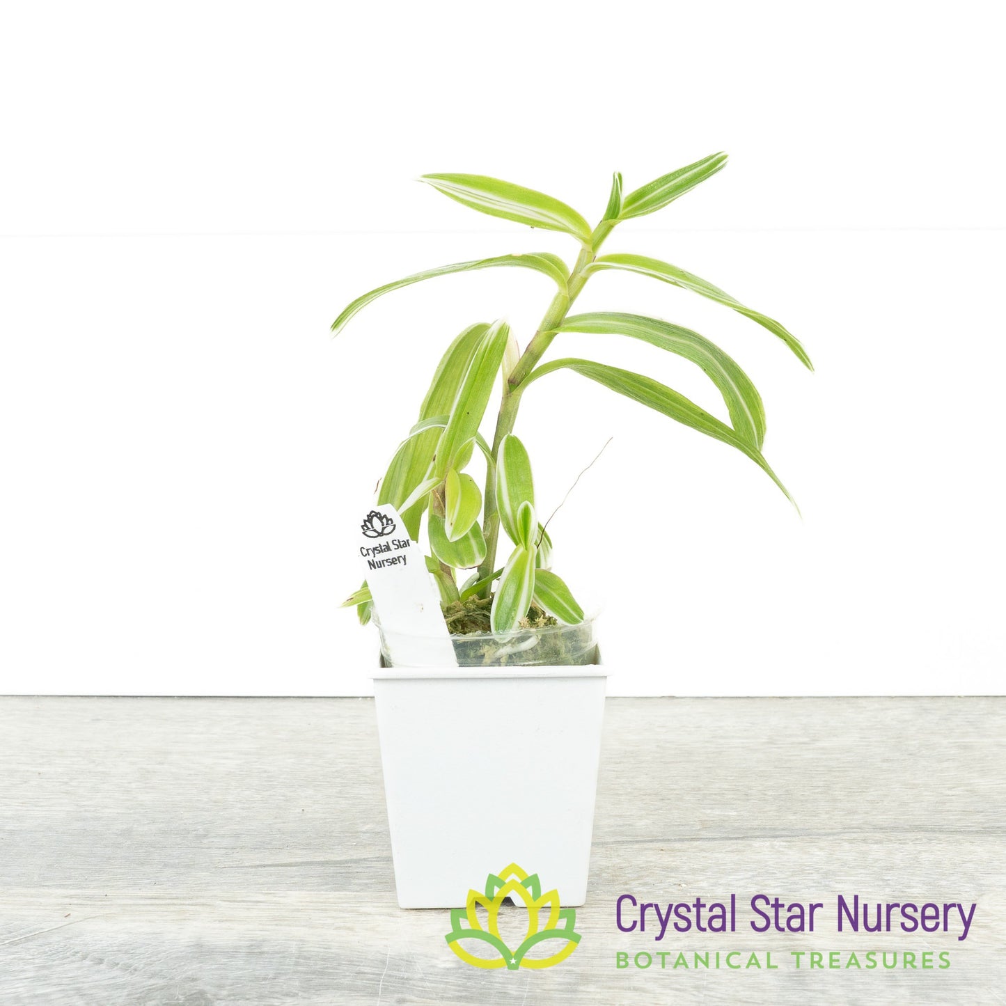 Epidendrum Secundum Variegated