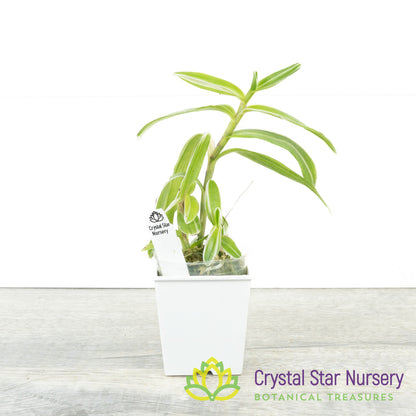 Epidendrum Secundum Variegated