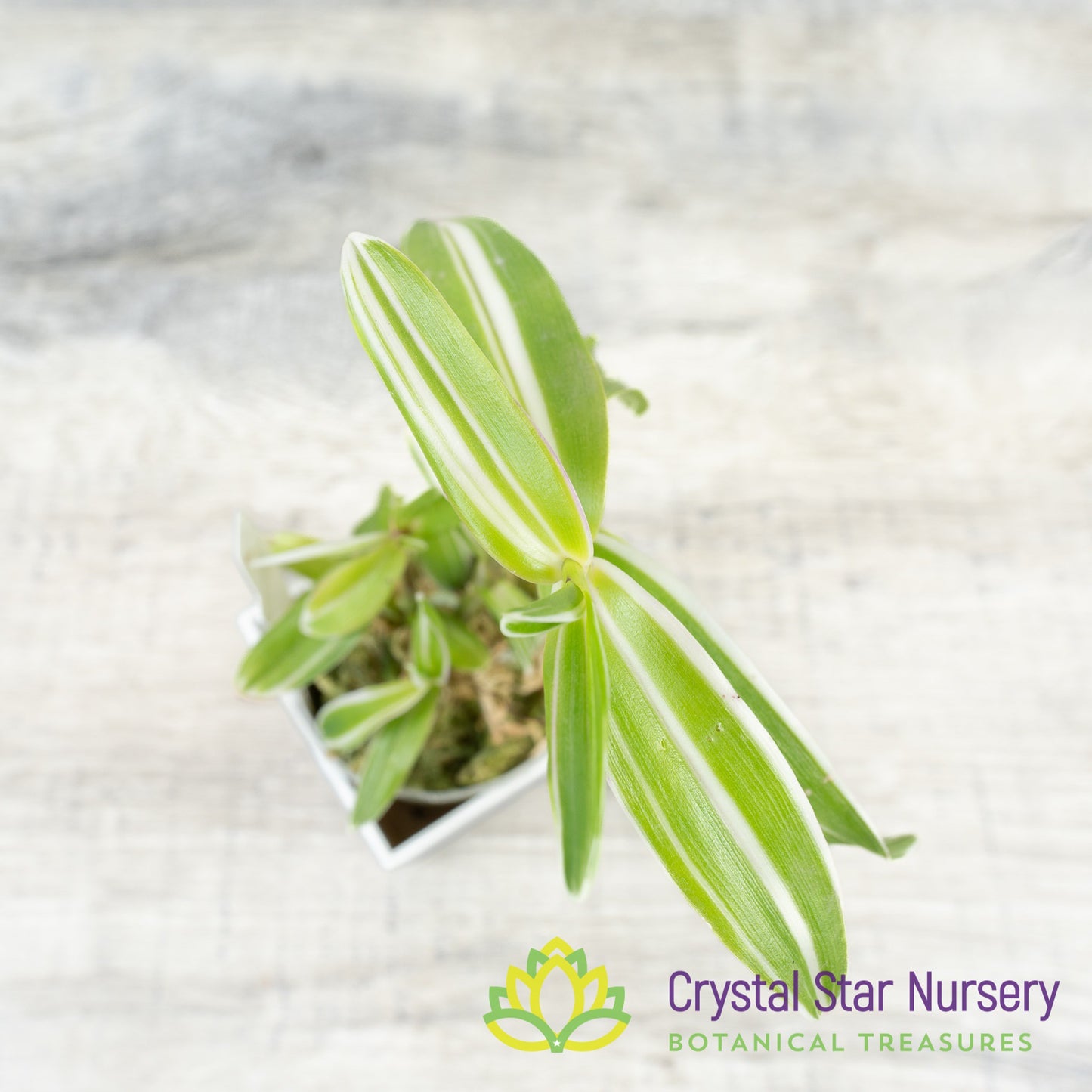 Epidendrum Secundum Variegated