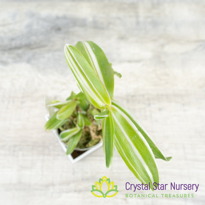 Epidendrum Secundum Variegated