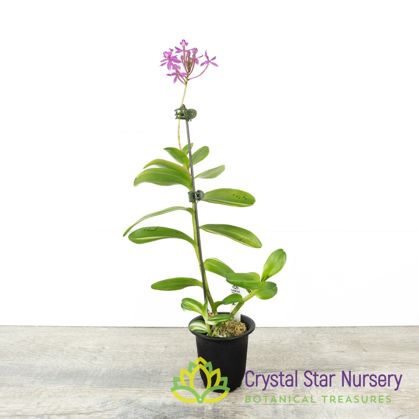 Epidendrum Secundum Variegated