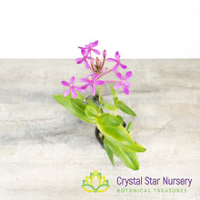 Epidendrum Secundum Variegated