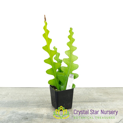 Epiphyllum anguliger