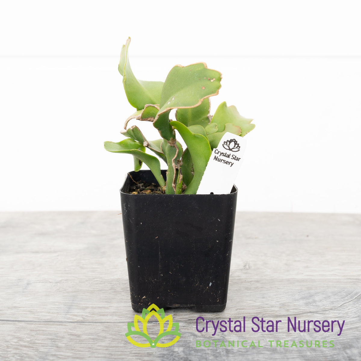 Epiphyllum Guatemalense